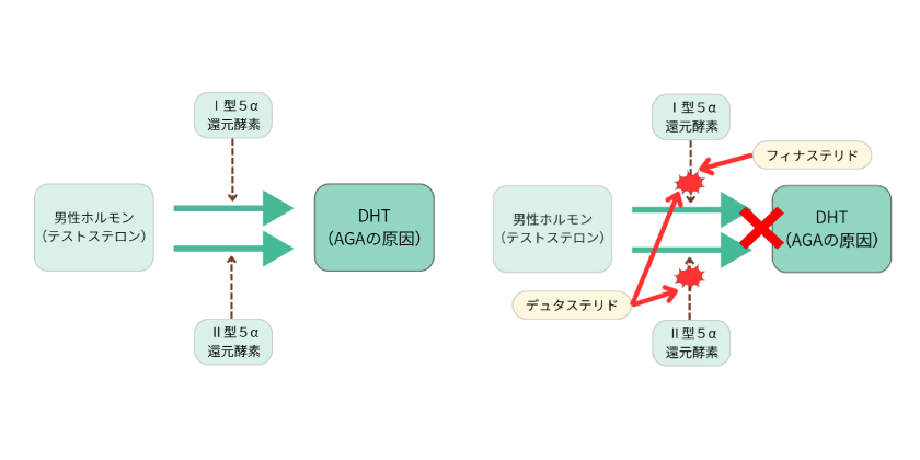 フィナステリド/デュタステリドについて